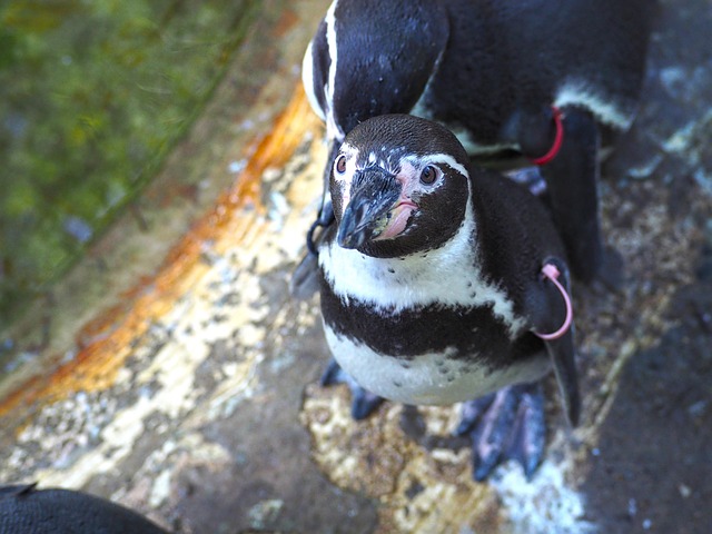 Free Penguin Sea Bird photo and picture