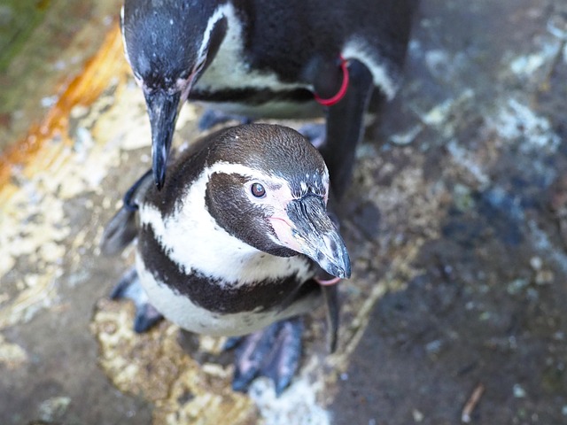 Free Penguin Sea Bird photo and picture