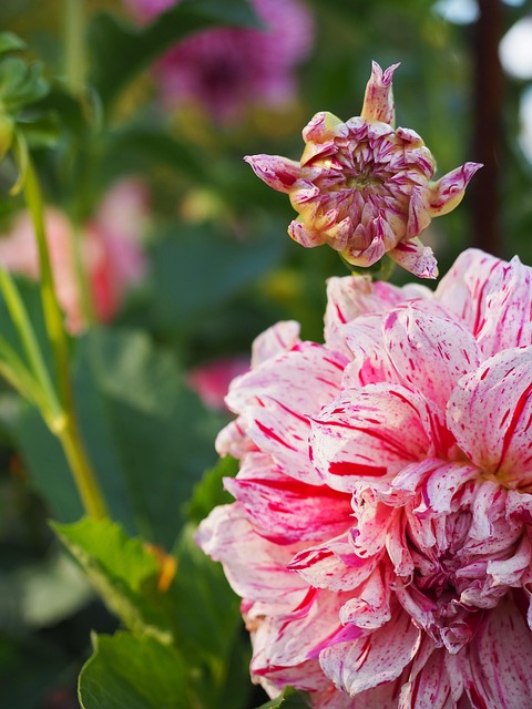 Free Dahlia Flower photo and picture
