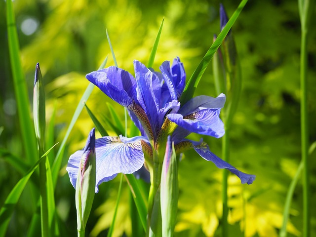 Free Sword Lily Plant photo and picture