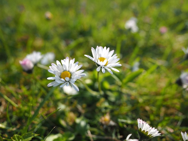 Free Daisy Meadow photo and picture