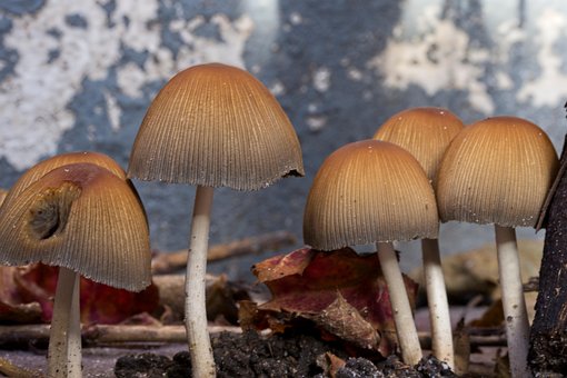 Cogumelos, Outono, Cogumelo, Úmido