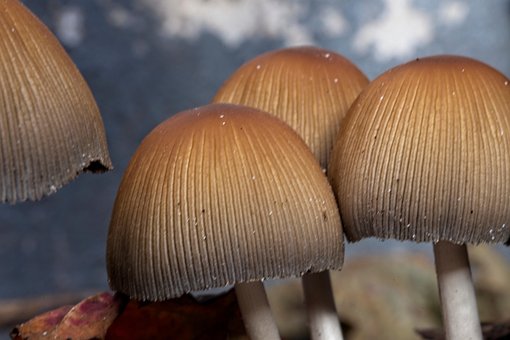 Cogumelos, Outono, Cogumelo, Úmido