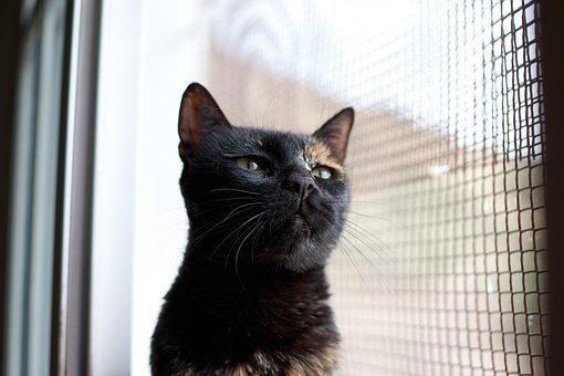 Kat, Huisdier, Dier, Zwarte Kat