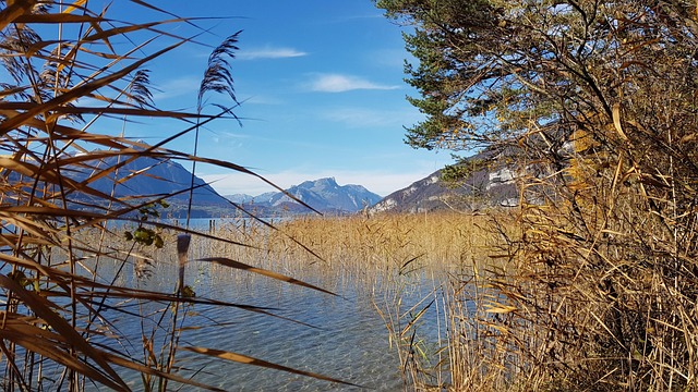 Free Lake Reed photo and picture