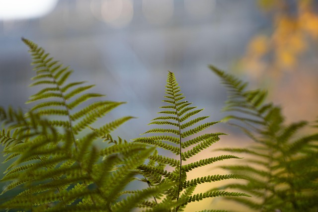 Bregne, Blade, Plante, Frond, Flora