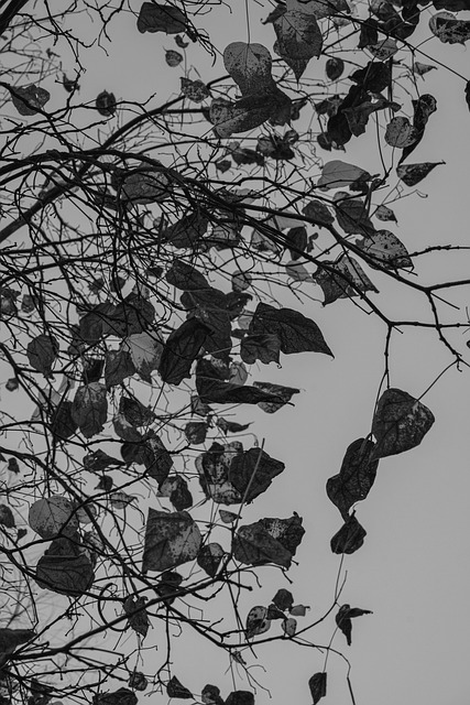 Blad, Forgængelighed, Efterårsblad