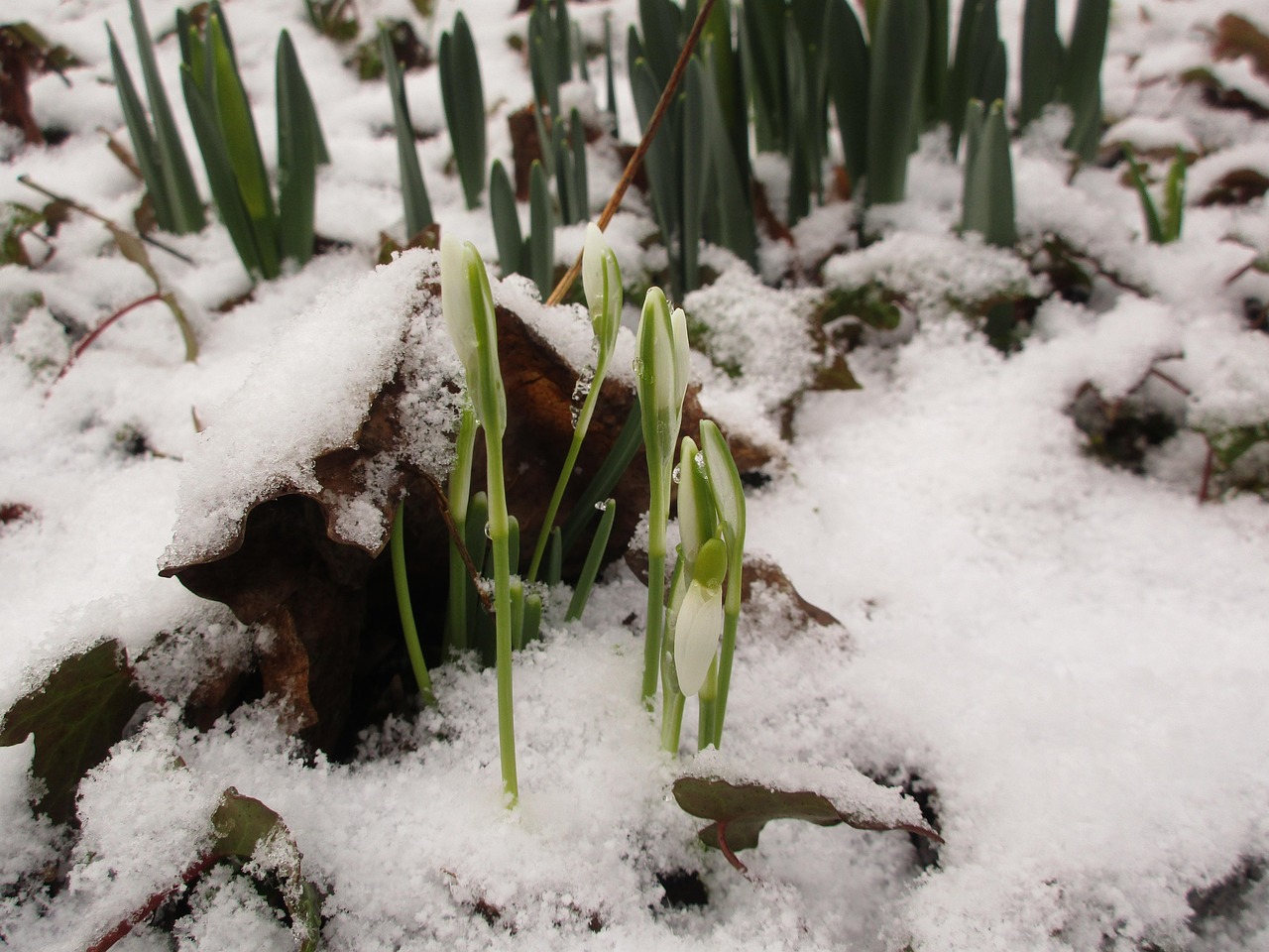 Crocus Snow Spring Awakening - Free photo on Pixabay - Pixabay