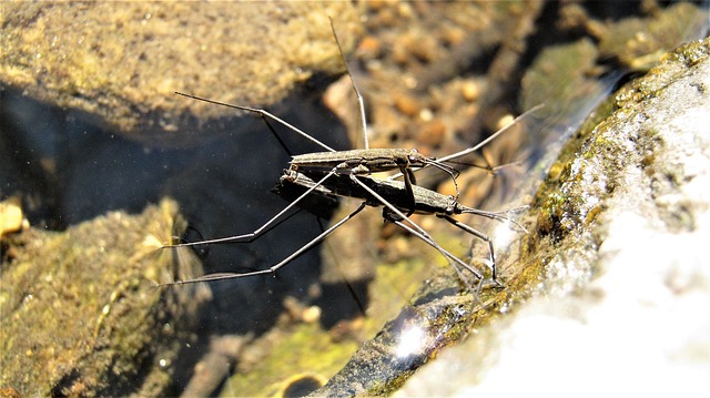 Patineur Bugs Insecte - Photo gratuite sur Pixabay - Pixabay
