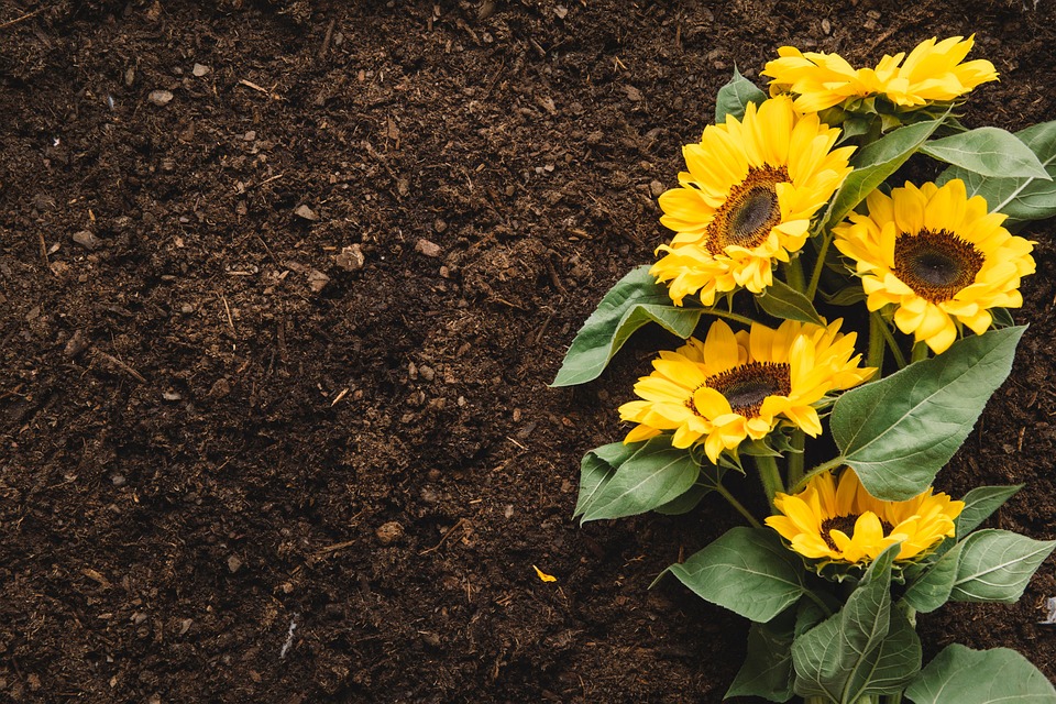 Flowers Sunflowers Soil Free photo on Pixabay Pixabay