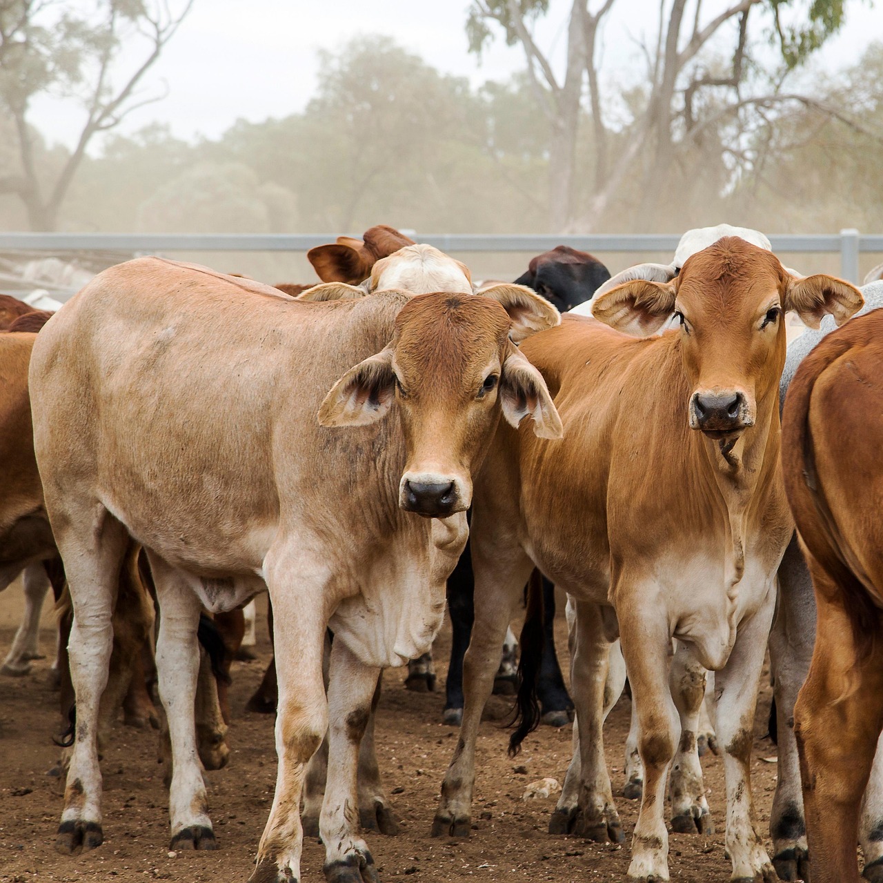 Cows - free online jigsaw puzzle photo