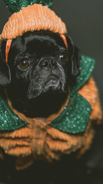 Free Pugs Dog photo and picture