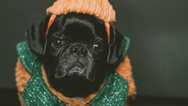 Free Pugs Dog photo and picture