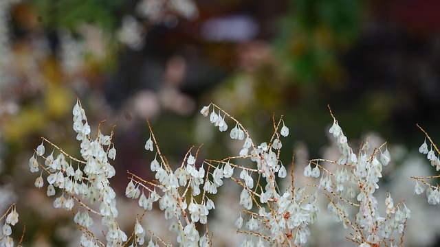 Fall, Skov, Natur, Vis, Spor