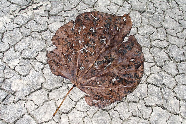 Free Leaf Dry photo and picture
