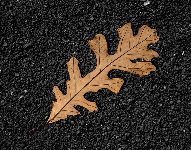 Free Leaf Dry photo and picture