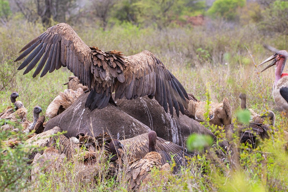 Geier Vögel Flügel - Kostenloses Foto auf Pixabay