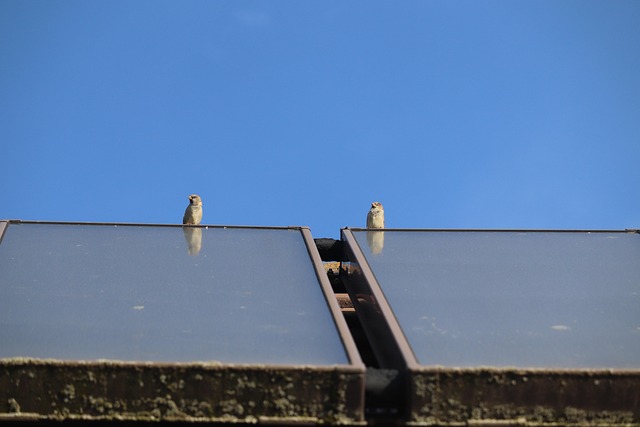 Free Sparrows Roof photo and picture
