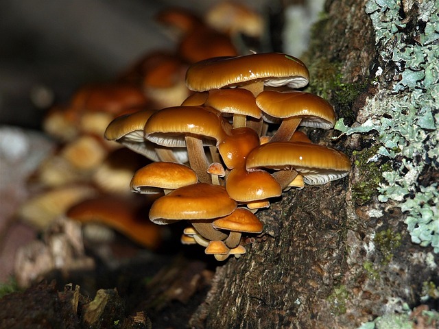 Free Fresh Stump photo and picture