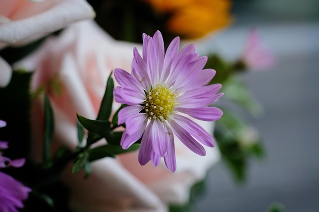 Free Asteraceae Aster photo and picture