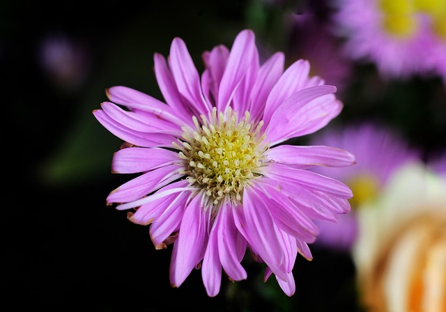Free Asteraceae Aster photo and picture
