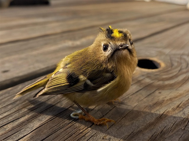 Free Bird Dwarf photo and picture