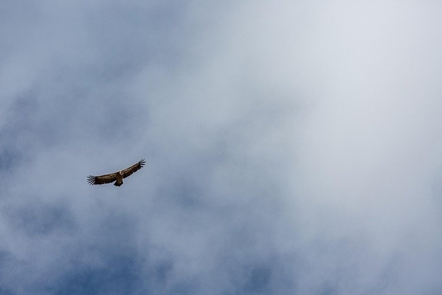 Griffin, Hora, Treking, Divoká