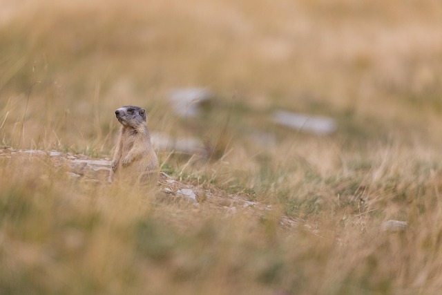 Alpine Marmot, Zvíře, Louka, Bokeh