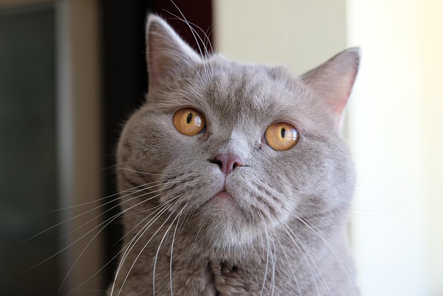 Free Cat Pet photo and picture