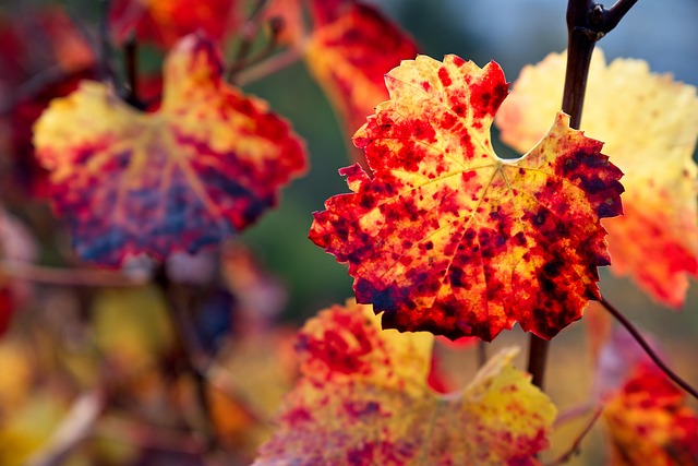 Free Autumn Leaves photo and picture