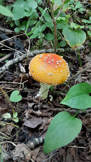 Free Mushroom Forest Floor photo and picture