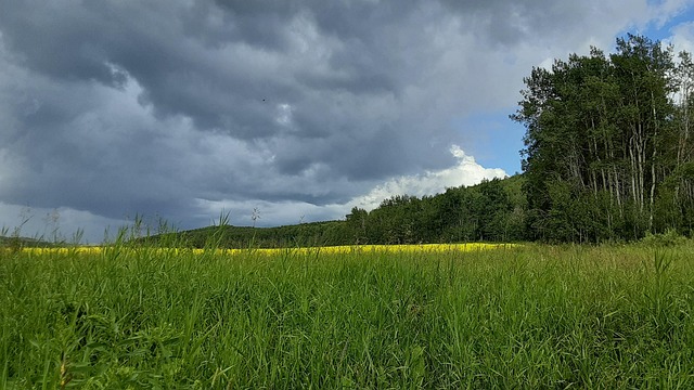 Free Canola Fields Farming photo and picture