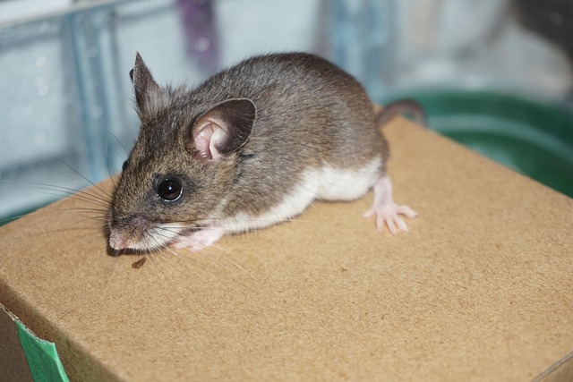 Free Deer Mouse Rodent photo and picture