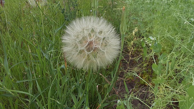 Free Summer Grass photo and picture