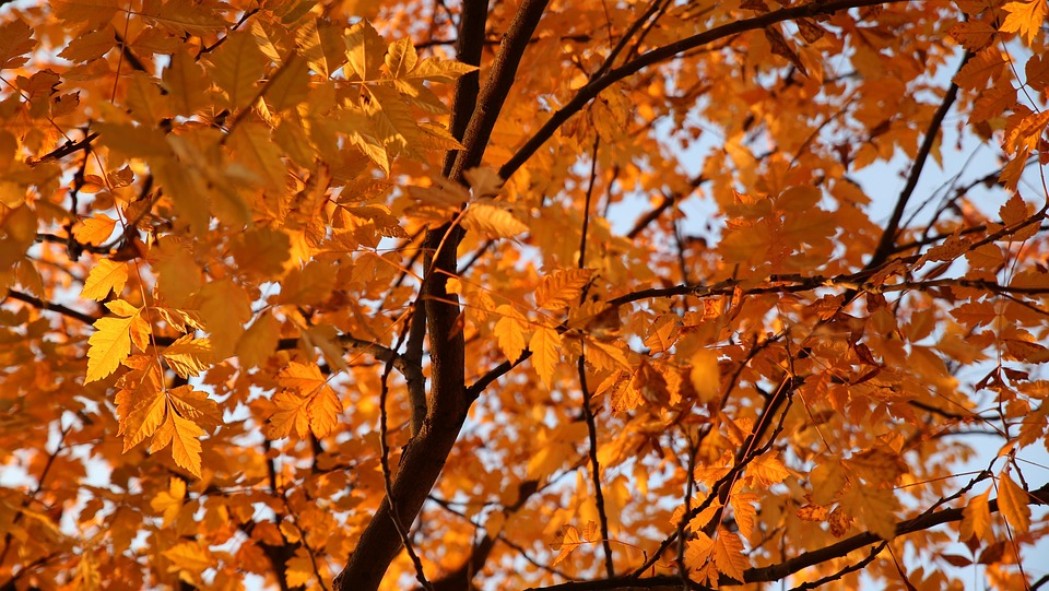 Autumn Leaves Foliage - Free photo on Pixabay - Pixabay