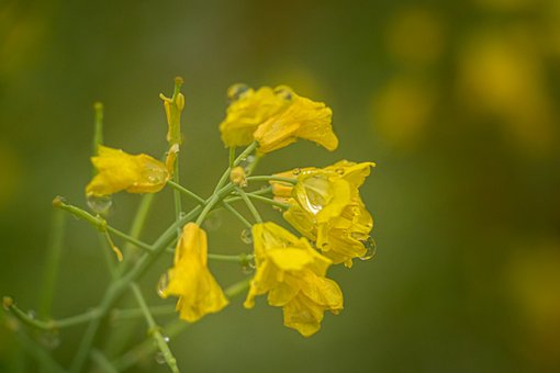 Free Flower Spring photo and picture