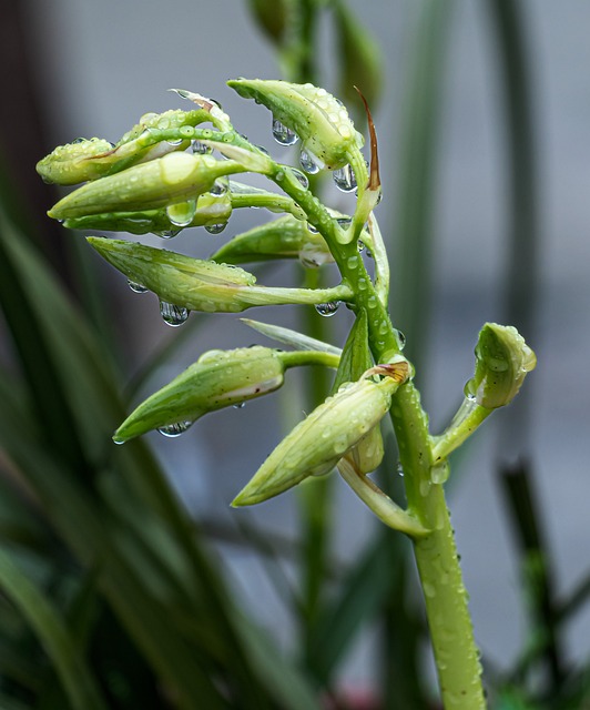 Free Orchid Flower photo and picture