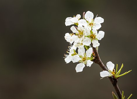 Free Pear Blossom Blossom photo and picture
