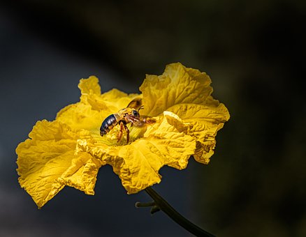 Free Flower Bee photo and picture