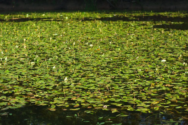 Teich Seerosen Wasserpflanzen Kostenloses Foto auf Pixabay Pixabay