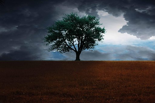 Free Tree Lonely photo and picture