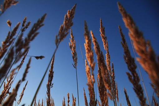 Free Grass The Cultivation Of photo and picture