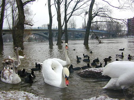 Herbst, Fluss, Vögel, Schwäne