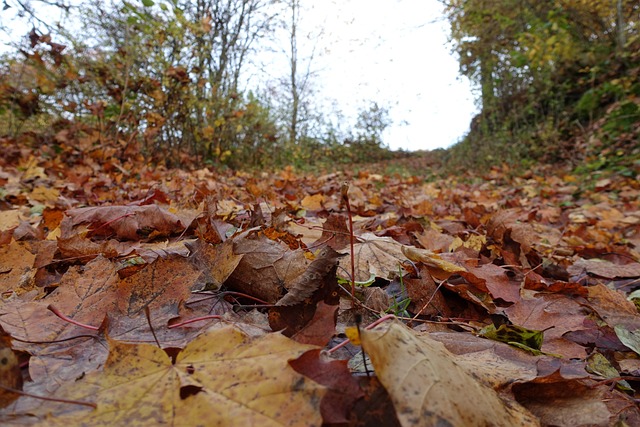 Fall Leaves Autumn - Free photo on Pixabay