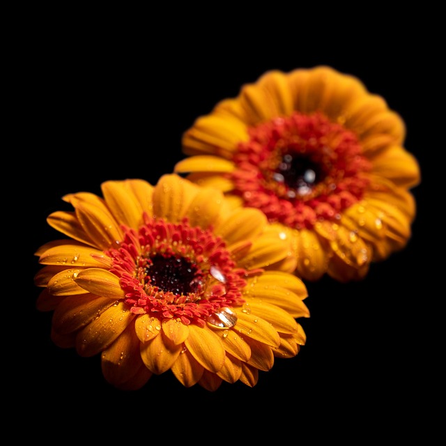 Free Fall Flower photo and picture