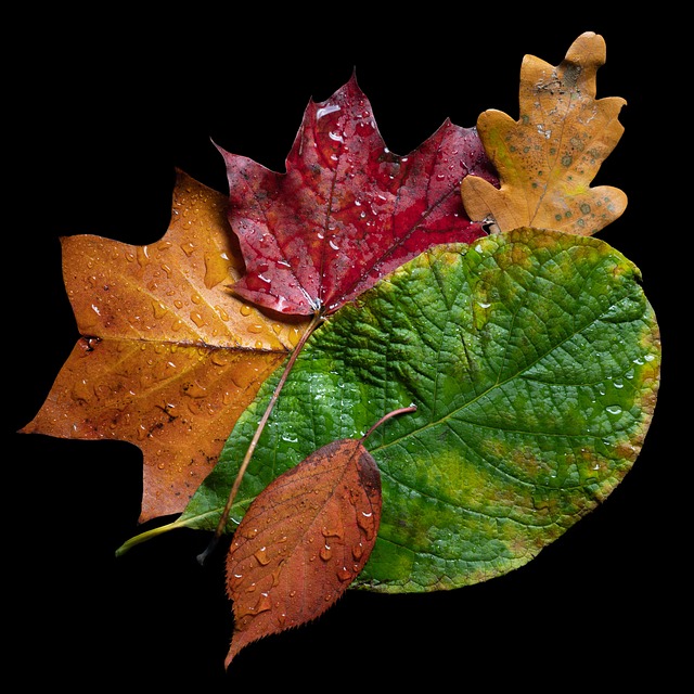 Free Fall Leaves photo and picture