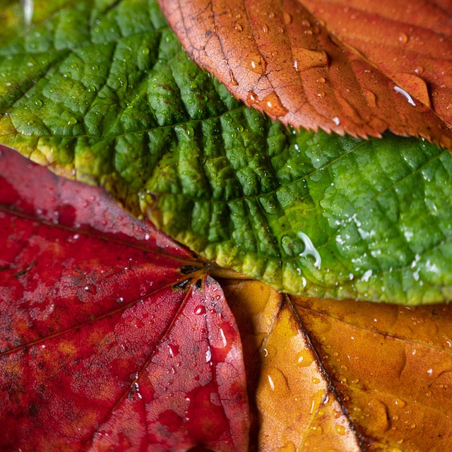Free Fall Leaves photo and picture