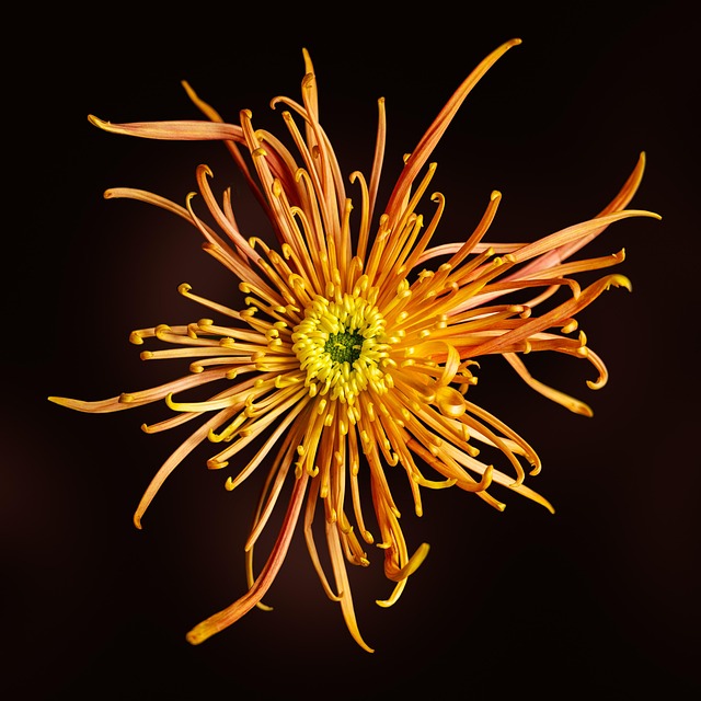 Free Chrysanthemum Flower photo and picture