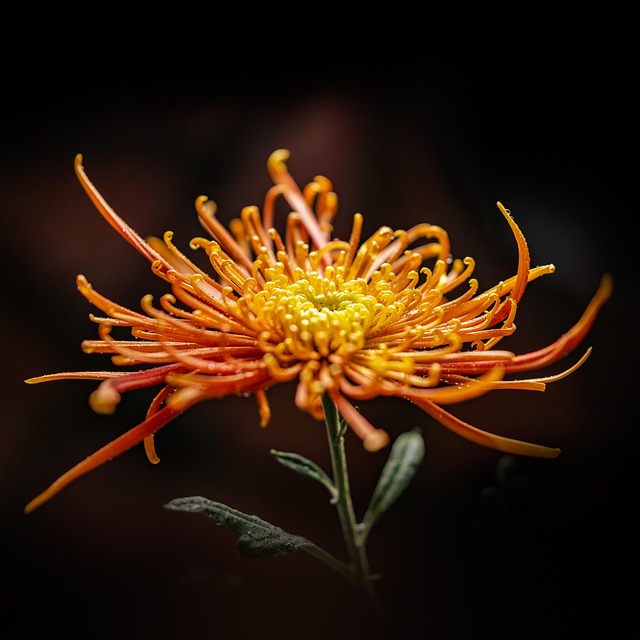 Free Chrysanthemum Flower photo and picture