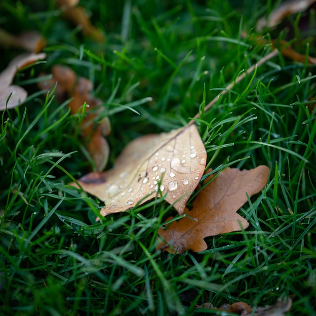 Free Autumn Leaves Meadow photo and picture